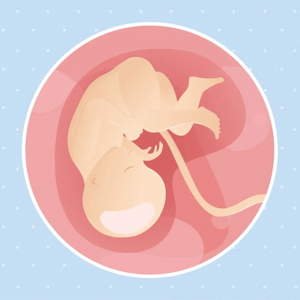 Embarazo de 35 semanas Imagen ilustrativa del desarrollo de un feto humano a las 35 semanas de embarazo.