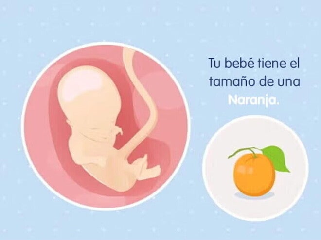 Embarazo de 14 semanas Imagen ilustrativa del desarrollo de un feto humano a las 14 semanas de embarazo.