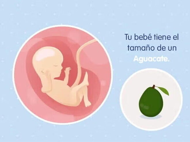 Embarazo de 16 semanas Imagen ilustrativa del desarrollo de un feto humano a las 16 semanas de embarazo.