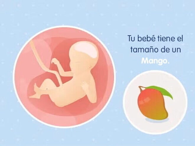 Embarazo de 23 semanas Imagen ilustrativa del desarrollo de un feto humano a las 23 semanas de embarazo.