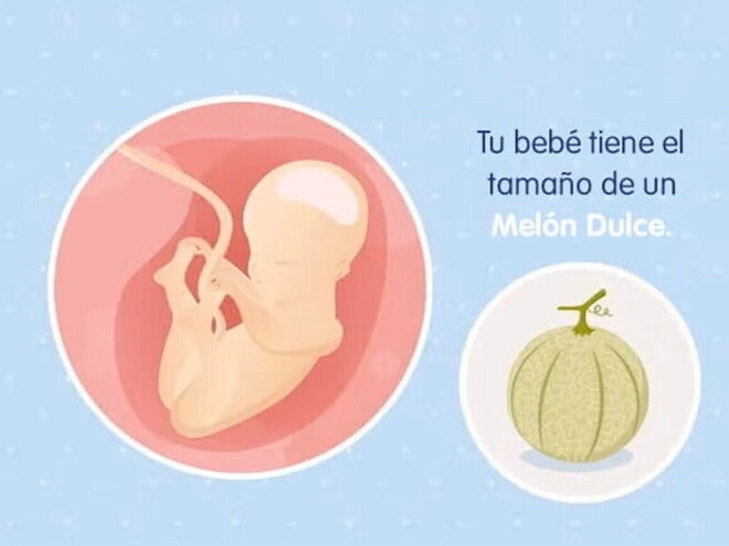 Embarazo de 25 semanas Imagen ilustrativa del desarrollo de un feto humano a las 25 semanas de embarazo.