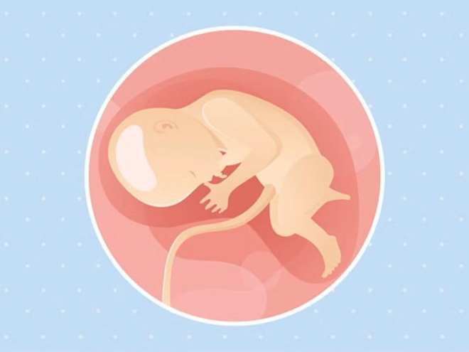 Imagen ilustrativa del desarrollo de un feto humano a las 33 semanas de embarazo.