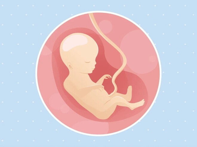 Embarazo de 18 semanas Imagen ilustrativa del desarrollo de un embrión humano a las 18 semanas de embarazo.