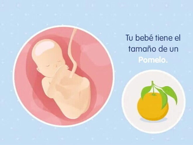 Embarazo de 19 semanas Imagen ilustrativa del desarrollo de un feto humano a las 19 semanas de embarazo.