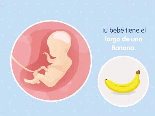 Embarazo de 20 semanas Imagen ilustrativa del desarrollo de un embrión feto a las 20 semanas de embarazo.