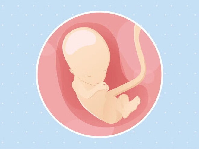 Embarazo de 13 semanas Imagen ilustrativa del desarrollo de un feto humano a las 13 semanas de embarazo.