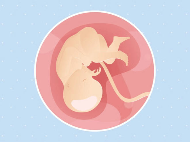 Imagen ilustrativa del desarrollo de un feto humano a las 35 semanas de embarazo.