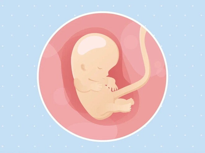 Embarazo de 10 semanas Imagen ilustrativa del desarrollo de un feto humano a las 10 semanas de embarazo.