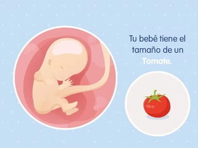 Embarazo de 11 semanas Imagen ilustrativa del desarrollo de un feto humano a las 11 semanas de embarazo.