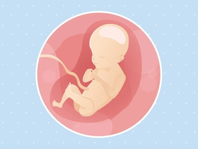 Imagen ilustrativa del desarrollo de un feto humano a las 21 semanas de embarazo.
