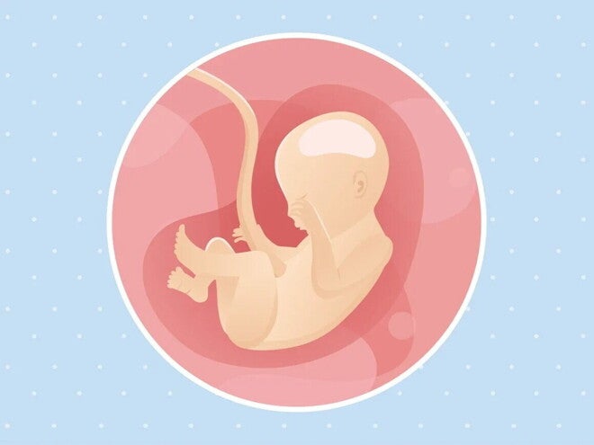 Embarazo de 22 semanas Imagen ilustrativa del desarrollo de un feto humano a las 22 semanas de embarazo.