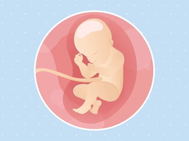 Imagen ilustrativa del desarrollo de un feto humano a las 31 semanas de embarazo.