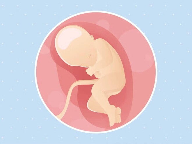 Embarazo de 32 semanas Imagen ilustrativa del desarrollo de un feto humano a las 32 semanas de embarazo.