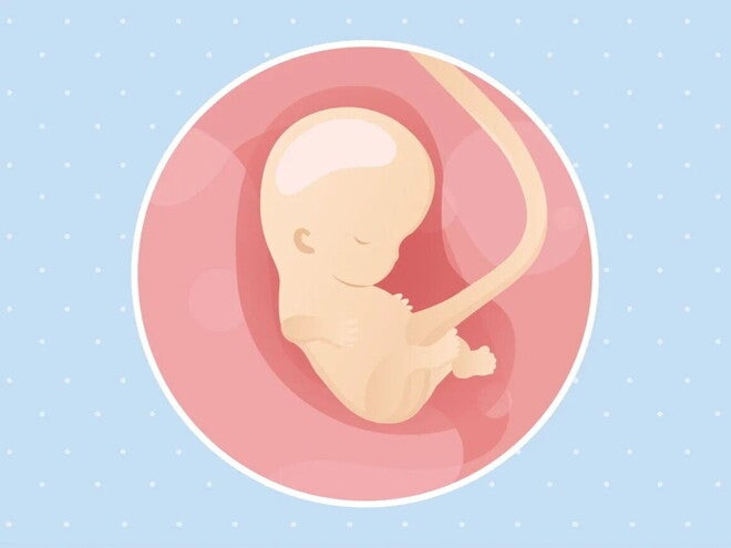 Embarazo de 9 semanas Imagen ilustrativa del desarrollo de un feto humano a las 9 semanas de embarazo.