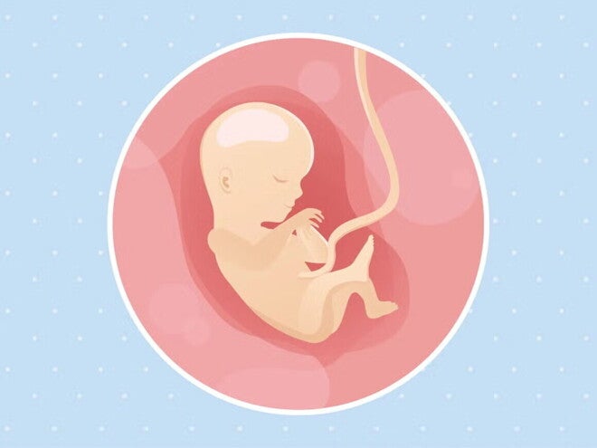 Embarazo de 15 semanas Imagen ilustrativa del desarrollo de un feto humano a las 15 semanas de embarazo.