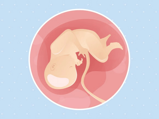 Imagen ilustrativa del desarrollo de un feto humano a las 34 semanas de embarazo.