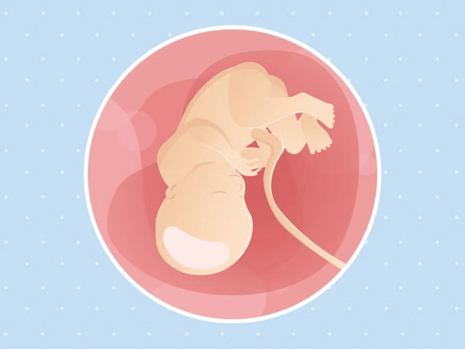 Imagen ilustrativa del desarrollo de un feto humano a las 36 semanas de embarazo.