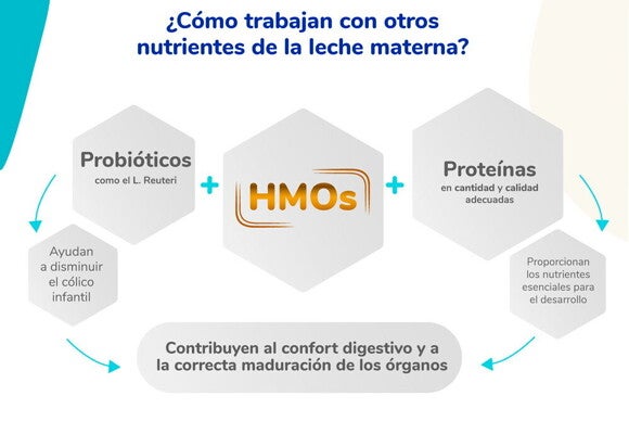 como trabajan los HMOs como trabajan los HMOs