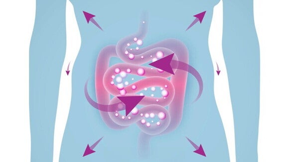 ilustracion sistema digestivo