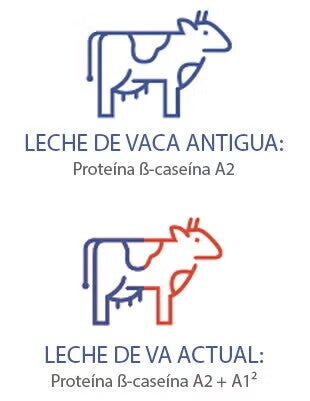 leche antigua leche antigua